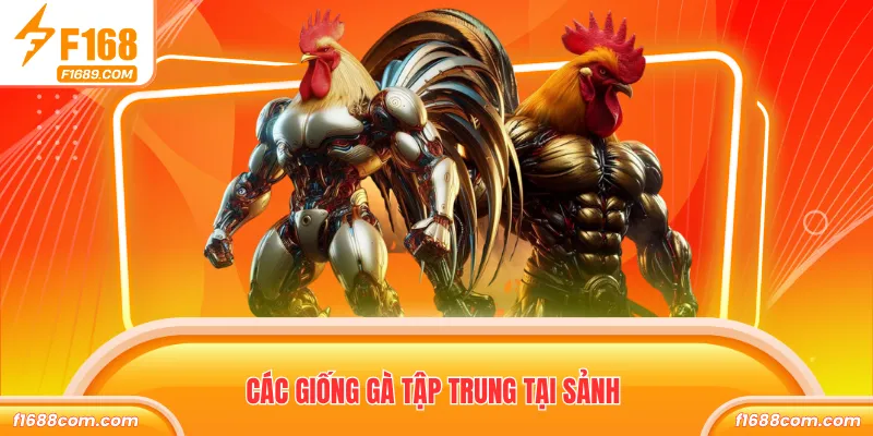 WS168 Đá Gà - Sảnh Chọi Đa Dạng Trận Đấu Thưởng Khủng 3 Các giống gà tập trung tại sảnh